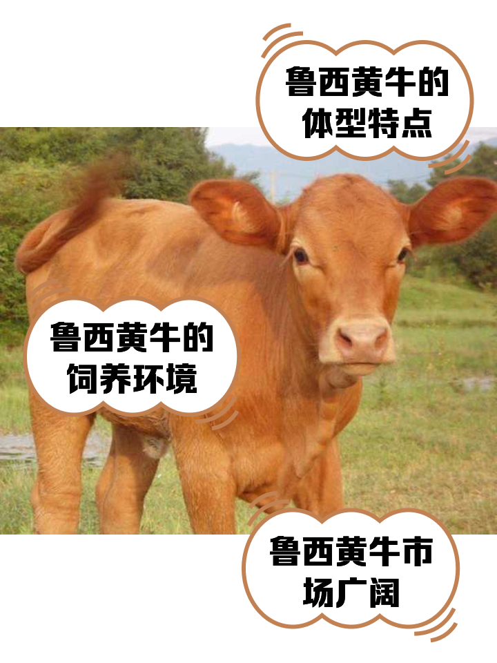 玉溪最新医保取现黄牛方法分析(最方便真实的玉溪医保取现黄牛怎么取方法)